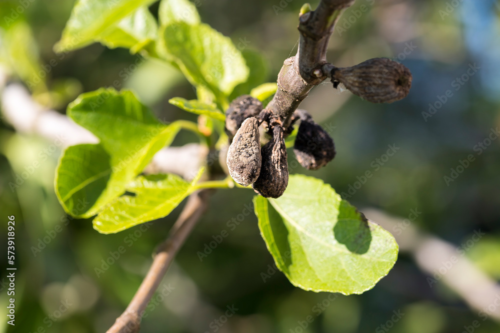 Fig flower tree disease. Dried small brown fig Fig flower tree disease. Dried small brown fig