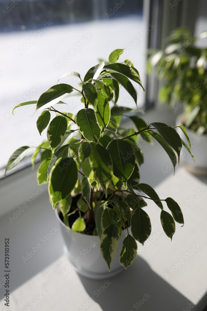 Ficus Benjamin in the pot standing in the window seal. Natural air purifier.Houseplant portrait. Ficus tree. Fresh air.