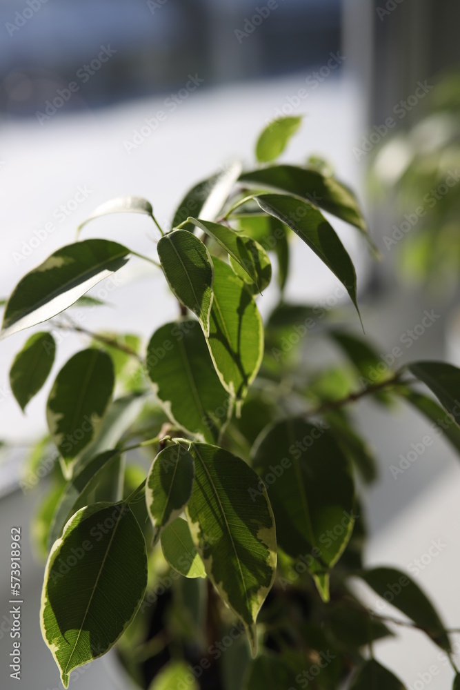 Ficus Benjamin in the pot standing in the window seal. Natural air purifier.Houseplant portrait. Ficus tree. Fresh air. Ficus leaves close up. Ficus Benjamin in the pot standing in the window seal. Natural air purifier.Houseplant portrait. Ficus tree. Fresh air. Ficus leaves close up.