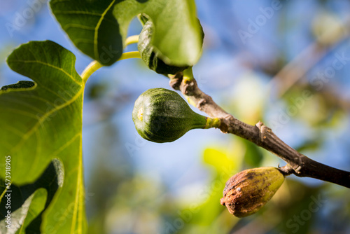 Fig tree disese. Brown leaves photo