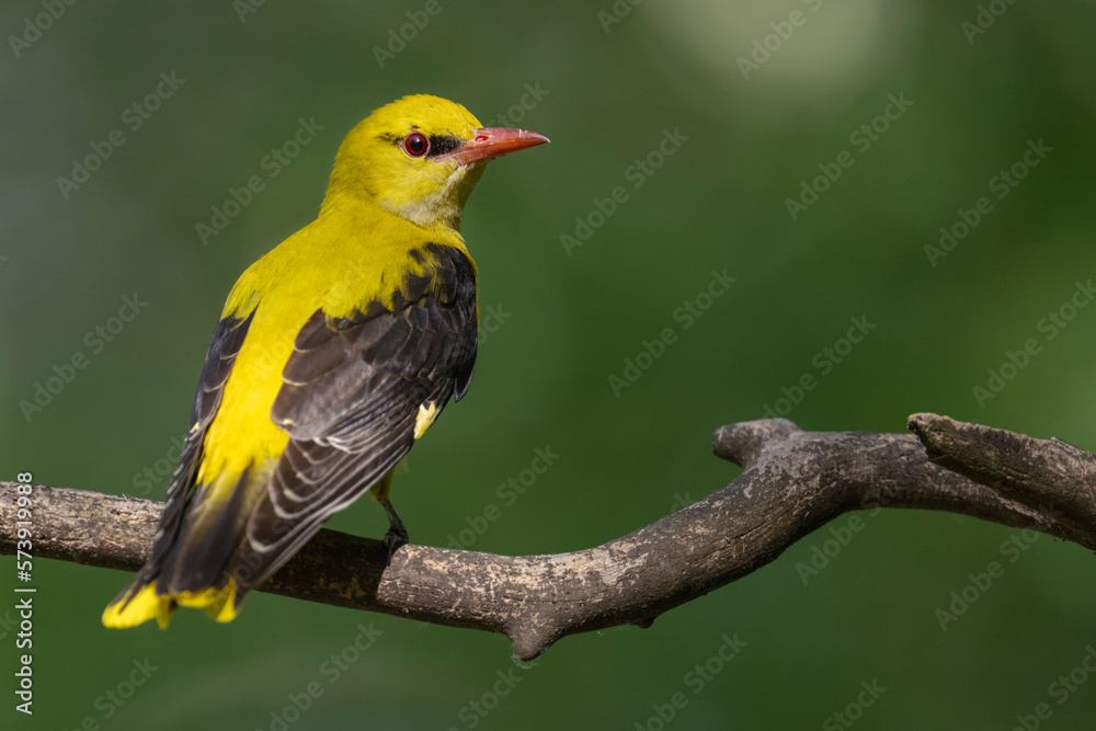 Obraz premium Eurasian Golden oriole on a tree branch