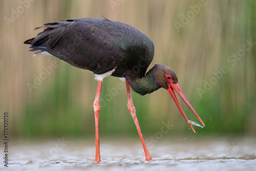 Black stork catch a fish