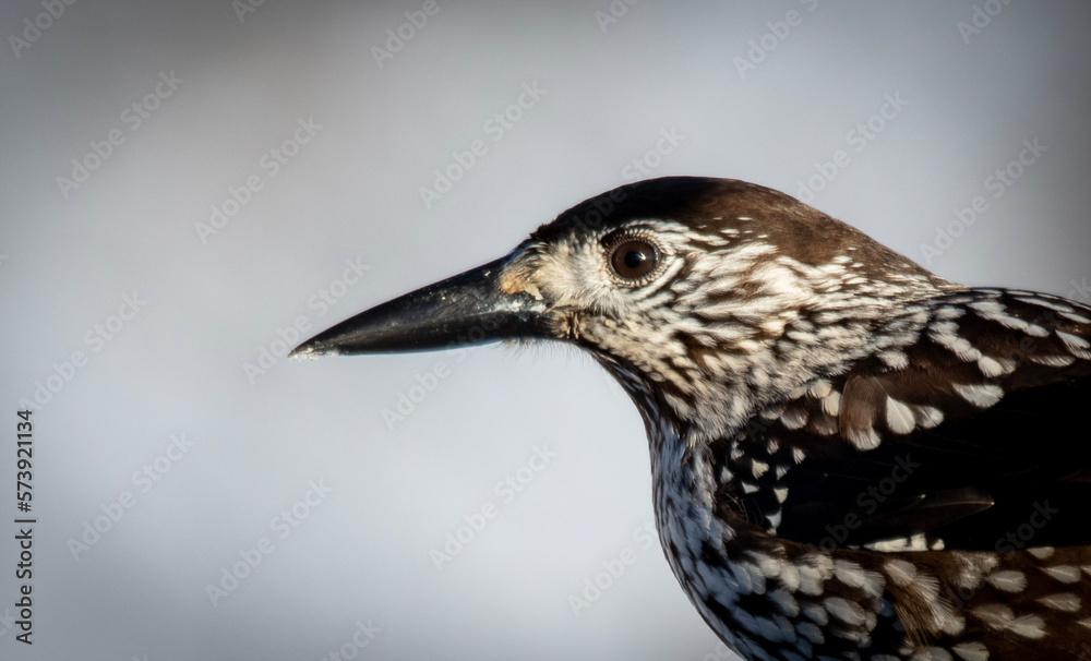 Fototapeta premium Nuthatch (portrait)