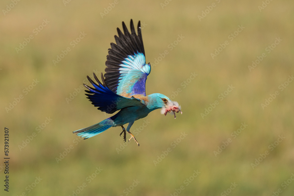 Obraz premium Eurasian roller catching a Hoopoe chick