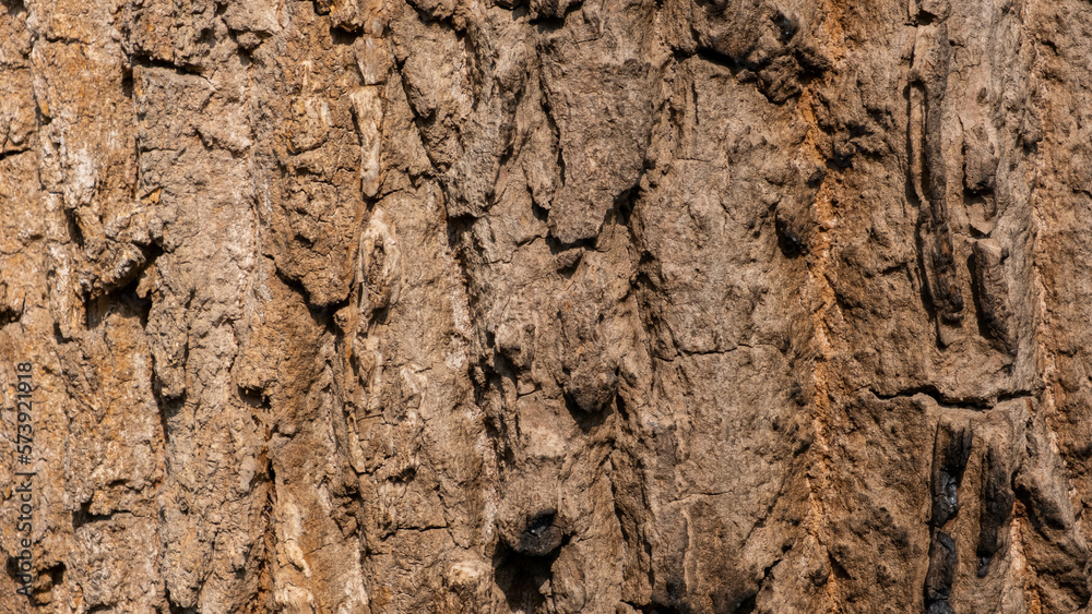 Tree bark background. texture. Old Wood Tree Texture Background Pattern. Embossed texture of the bark of oak. Panoramic photo of the oak texture. Tree bark background. texture. Old Wood Tree Texture Background Pattern. Embossed texture of the bark of oak. Panoramic photo of the oak texture.