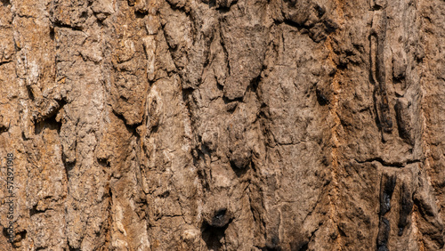Tree bark background. texture. Old Wood Tree Texture Background Pattern. Embossed texture of the bark of oak. Panoramic photo of the oak texture.