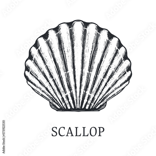 Scallop vector sketch