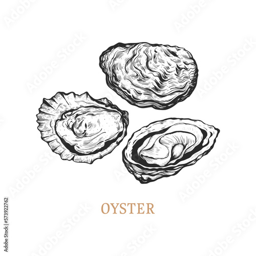 Oyster hand drawing. Oyster vector illustration 