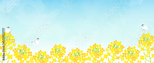 菜の花と青空の背景
