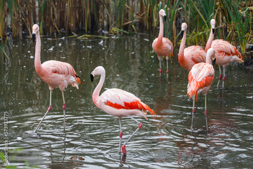 Pink flamingo in water  flamengo .  Pretty wading bird. Chilean flamingo  Phoenicopterus ruber 