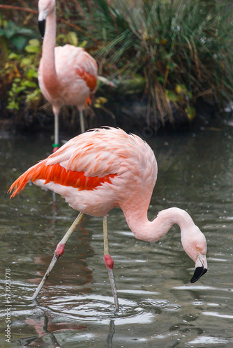 Pink flamingo in water (flamengo).  Pretty wading bird. Chilean flamingo (Phoenicopterus ruber) photo