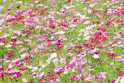 pink flowers in the field © sudtawee