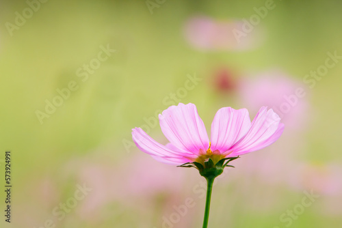 pink cosmos flower