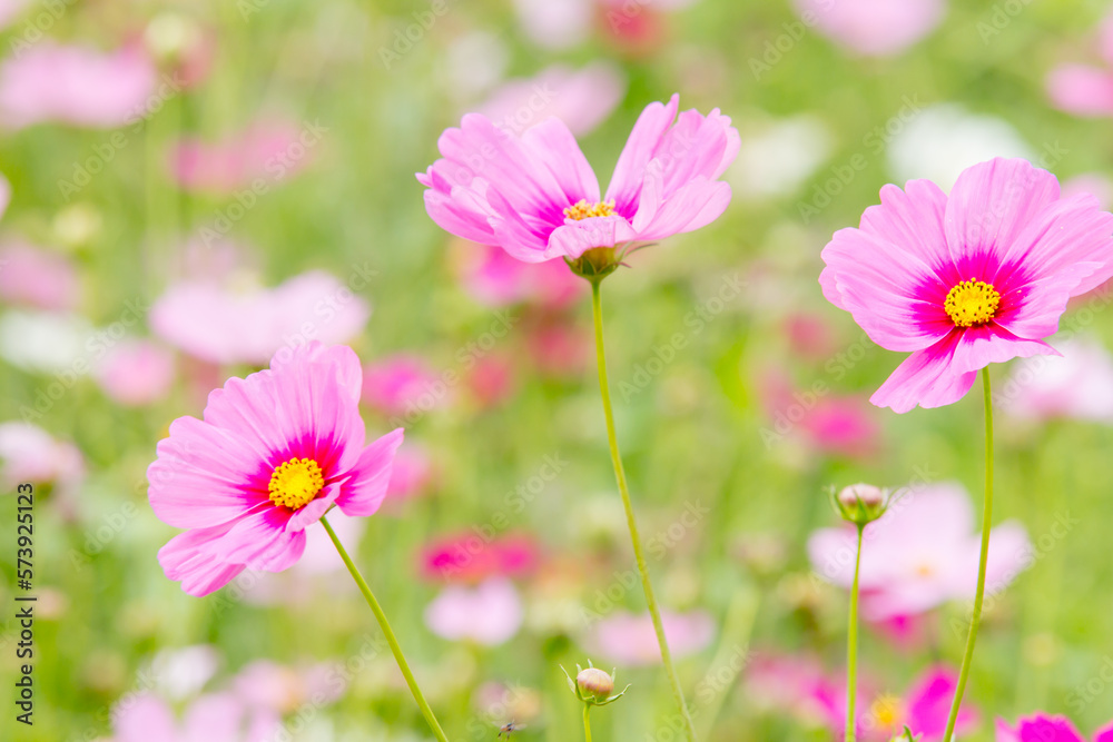 pink cosmos flowers pink cosmos flowers