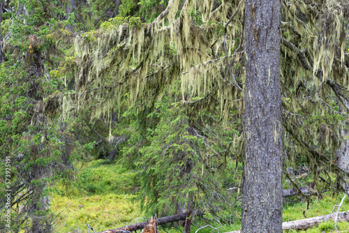 Lichen in old growth mountain spruce and pine forest photo