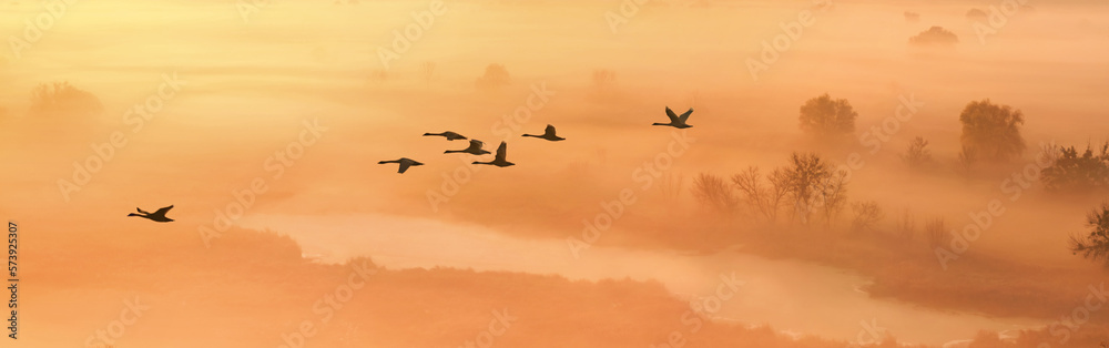 Autumn landscape - a flock of swans flies in the morning fog over the river valley, panorama, banner