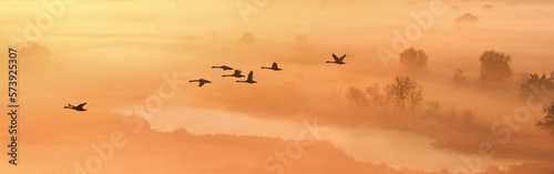 Autumn landscape - a flock of swans flies in the morning fog over the river valley  panorama  banner