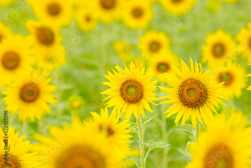 field of sunflowers