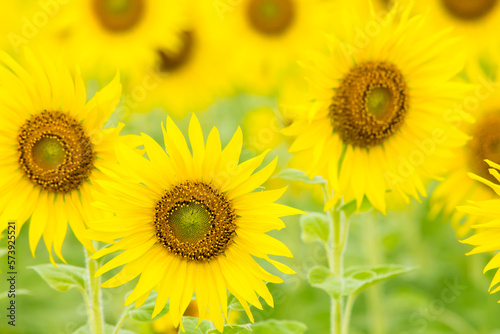 A large group of sunflowers for use as wallpaper.