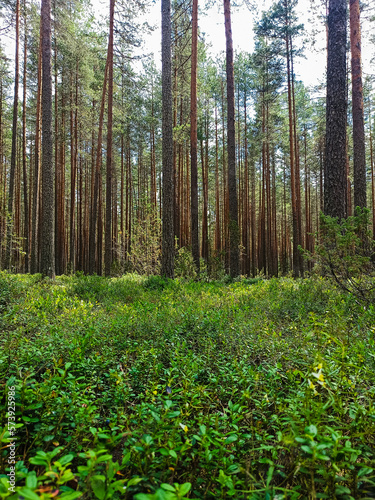 Summer Pine Forest