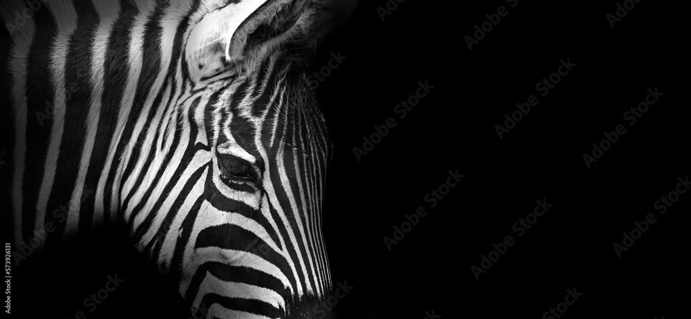 Close-up view of a zebra on a black background, banner in black-and-white color with copy space for text