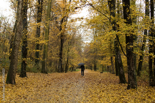 Lonely in autumn. Lonely person while walking in a avenue full of in autumn foliage and coloured.