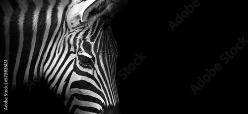 Close-up view of a zebra on a black background, banner in black-and-white color with copy space for text © rustamank
