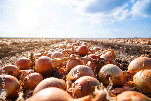 Harvesting onions. Onions on an agricultural field in a line are ready for harvesting with the help of an agricultural combine