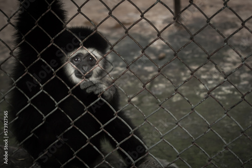 Tableau sur toile The illegal wildlife trade problem