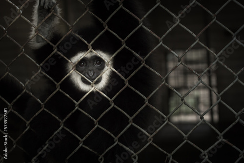 Gibbons have a sad and lonely expression. behind cages in a darkened station, demanding freedom of wildlife, combating wildlife trafficking