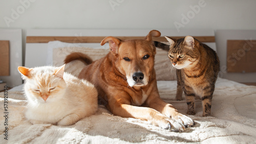 Photography Red mixed breed dog tabby and pale cats together on bed