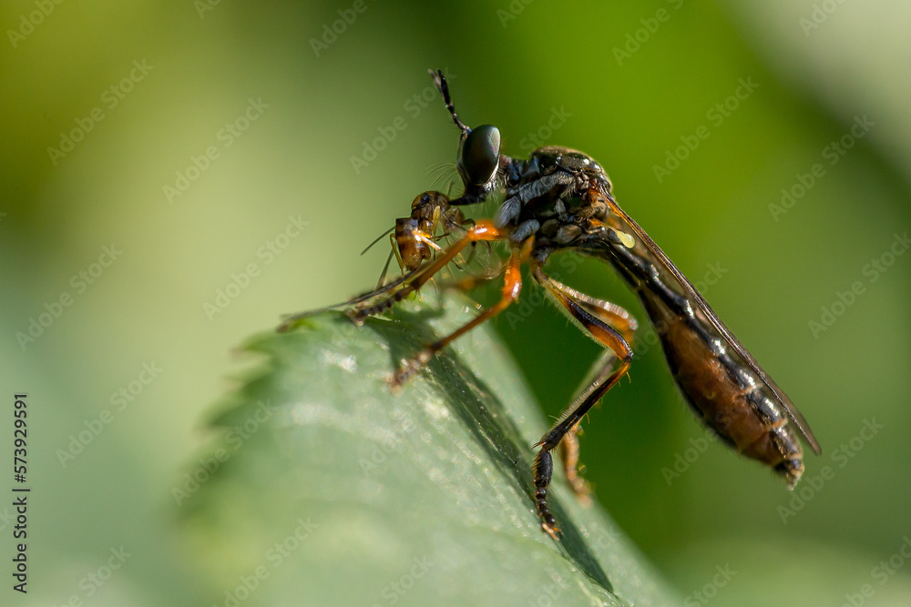 Fototapeta premium Insekten, groß frisst klein