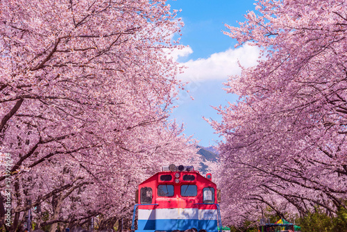 Cherry blossom in spring in Korea is the popular cherry blossom viewing spot, jinhae South Korea.