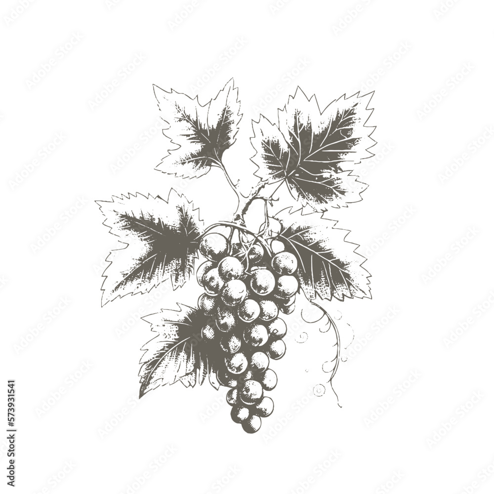 Obraz premium Hand drawn grapes sketch. Wine vine close up outline, leaves, berries. Black and white clip art isolated on white background. Antique vintage engraving illustration for design wine.