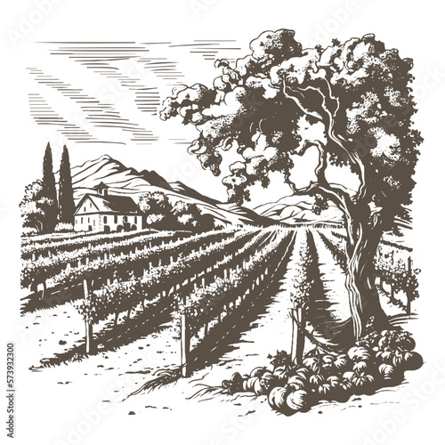 Vineyard landscape vector sketch. Hand drawn illustration