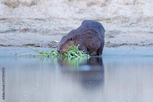 Eurasian beaver on the riverside