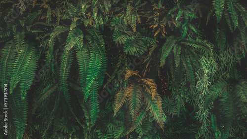 Fototapeta Naklejka Na Ścianę i Meble -  Green leaf background. Herb wall, plant wall, natural green wallpaper and background. nature wall. Nature background of green forest	