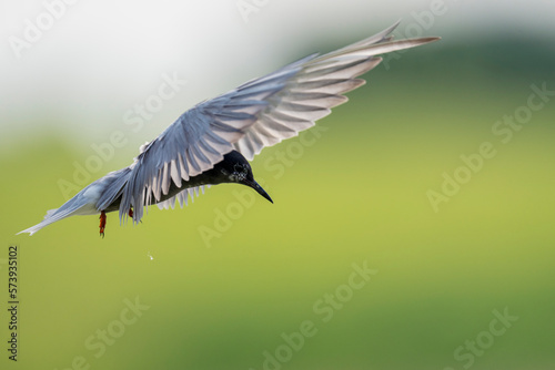 Black tern fly with green background