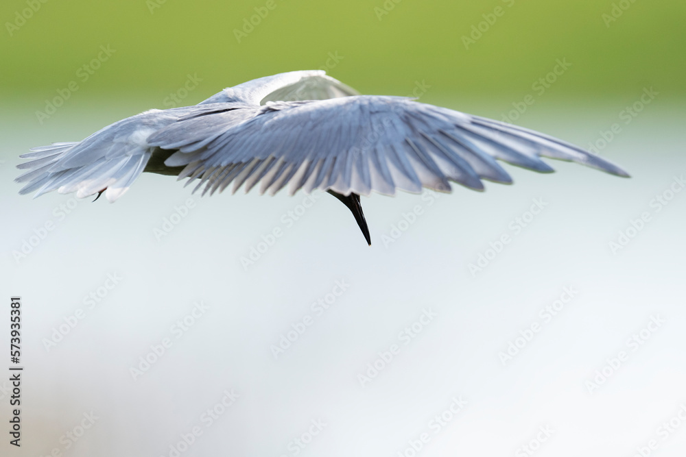 Obraz premium Black tern fly with green background