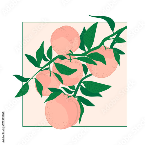 Seamless peach fruit pattern. Vector illustration of fruits. Summer tropical endless background. Vector design of fruits for labels, fabrics, packaging.