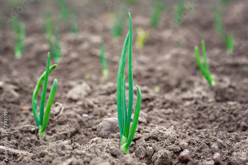 Growing green onion in vegetable garden close up. Onion plantation, onion plants growing in field.