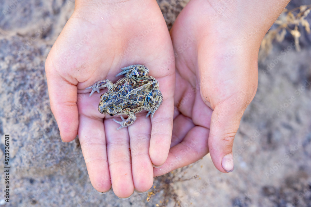 Captive bred toad being reintroduced in the wild