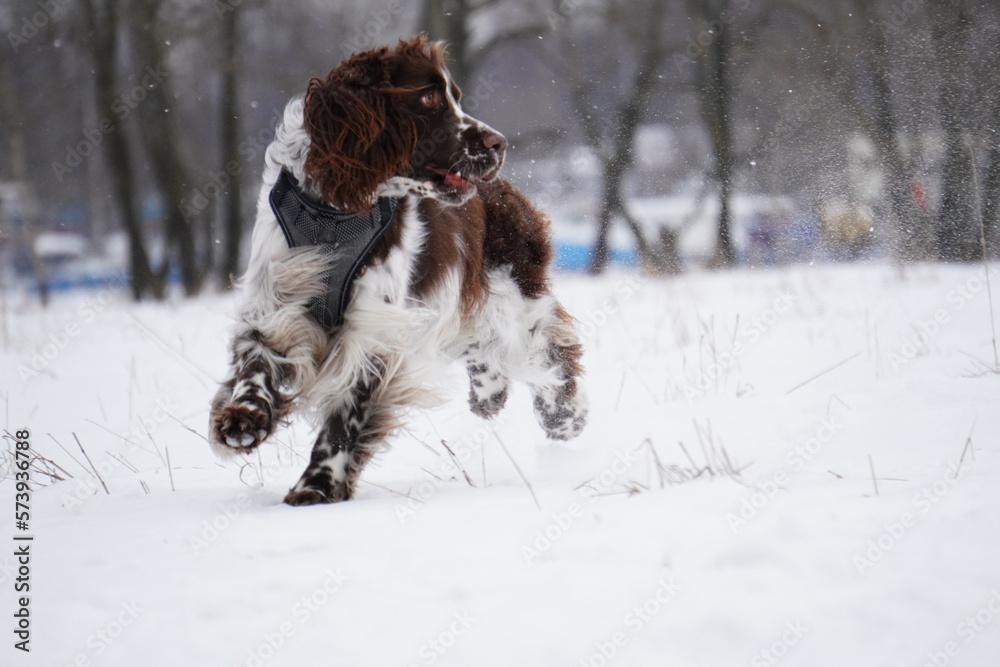 English Springer Spaniel dog running in the snow