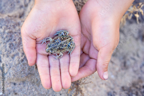 Captive bred toad being reintroduced in the wild