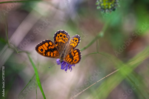 Papillon satyre - lasiommata megera Fototapet