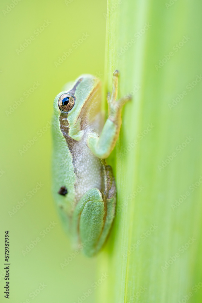 Fototapeta premium Tree frog on a green leaf