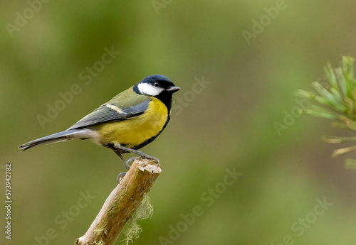 Great tit perched on a branch