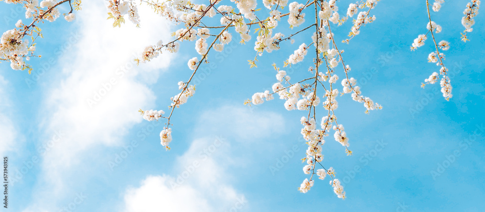 Branches of blossoming cherry on gentle light blue sky background in sunlight.