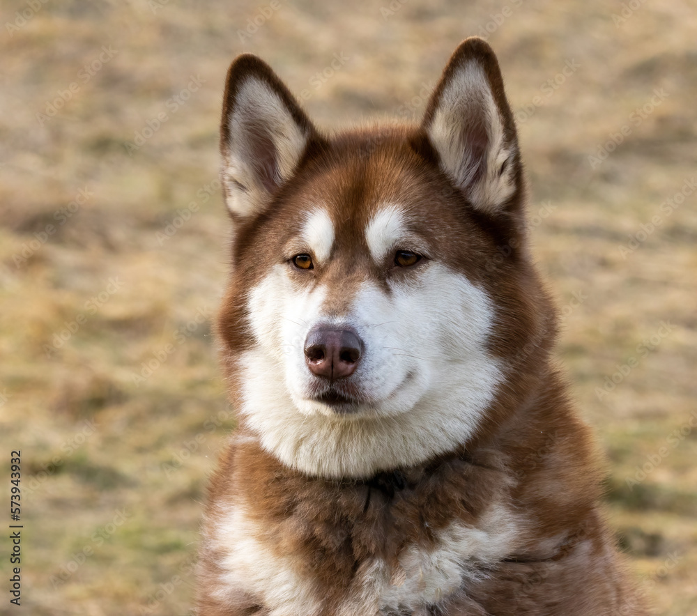 Obraz premium siberian husky dog