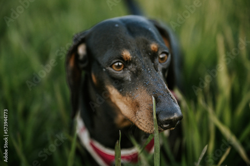 Portrait of a Dachshund dog in the wild